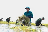Tay Ninh armed forces help people harvest crops